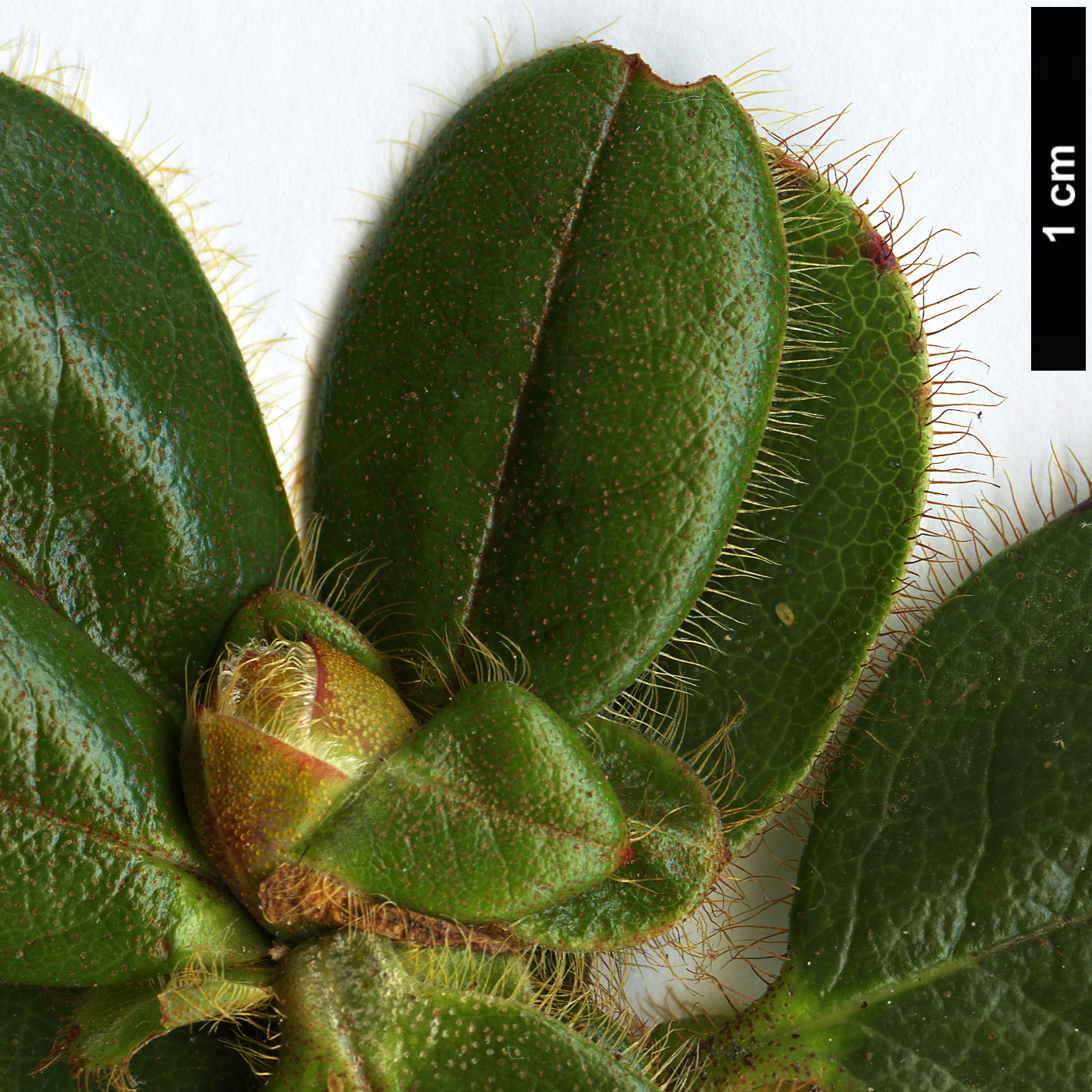 High resolution image: Family: Ericaceae - Genus: Rhododendron - Taxon: oblongilobatum